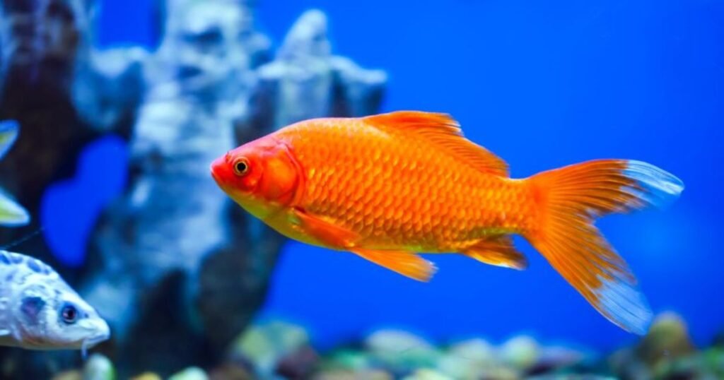 Cultural Interpretations of Fish in Dreams