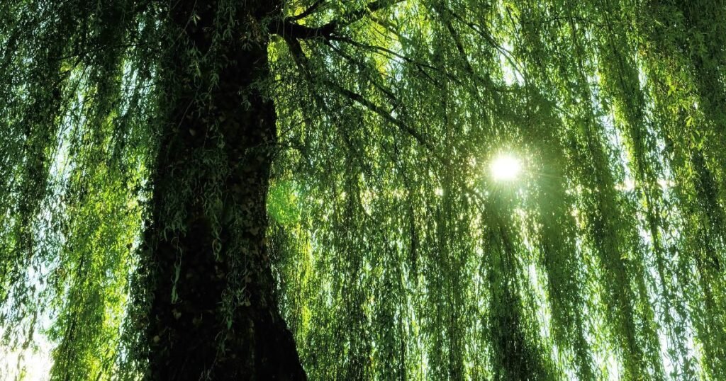 Cultural Meanings of the Willow Tree