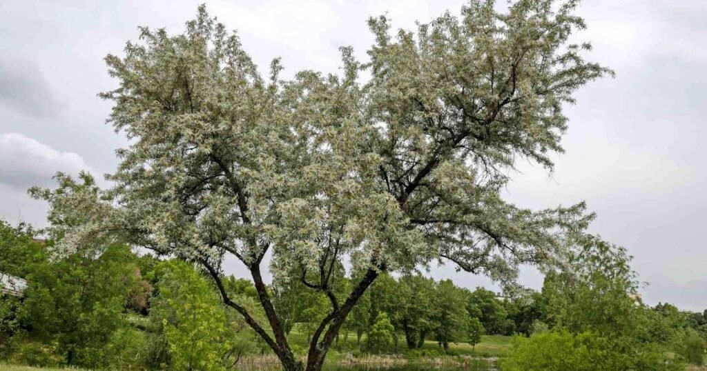 Willow Tree Dream Meaning